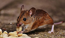 24 Hour & Emergency Exterminators in North Hollywood, CA